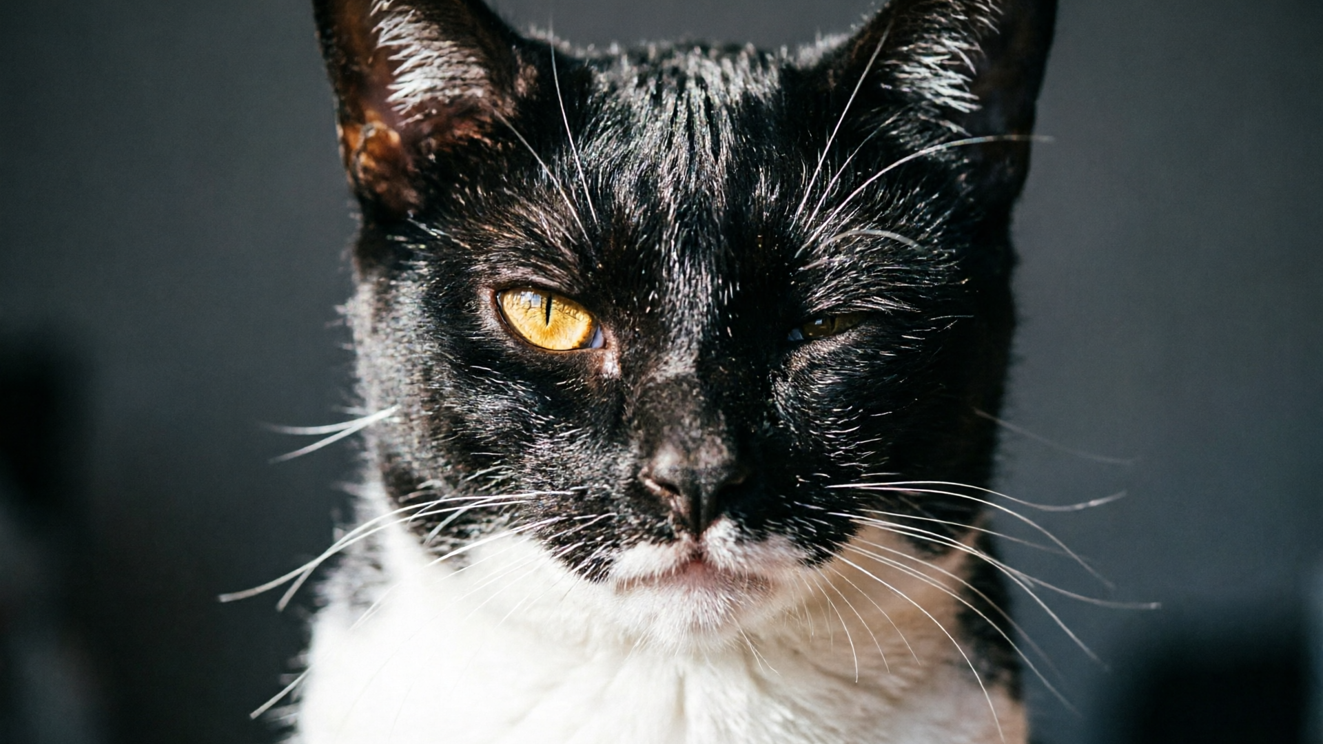 Tuxedo cat close-up in vertical crop