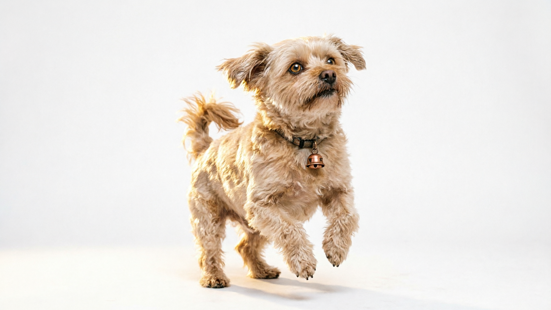 Small dog mid-dance in vertical framing