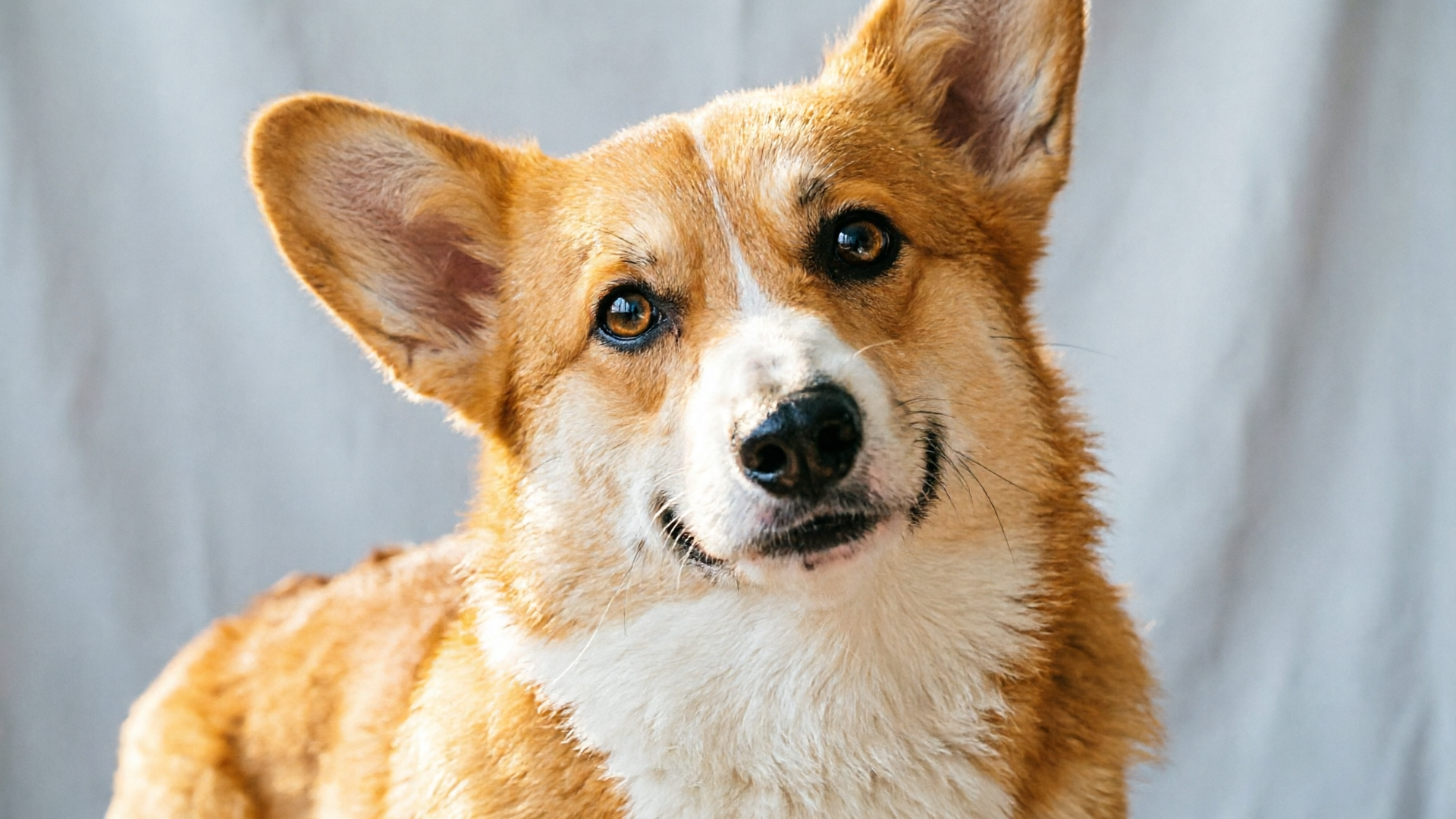 Turn One Photo Into a Viral Singing Pet Clip: A Practical Guide