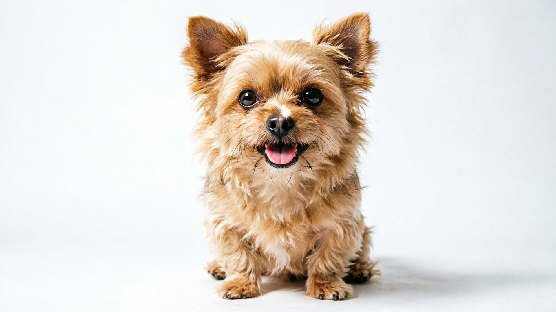 Portrait photo of a dog with a defined mouth area