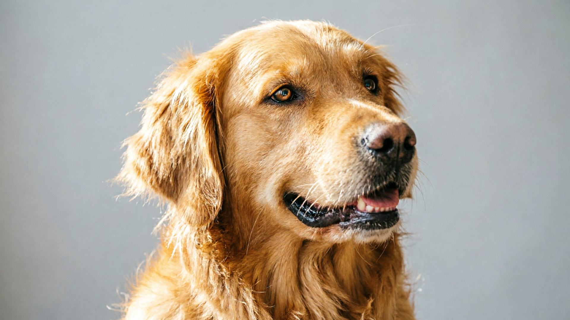Photo to Pet Video: Turn One Photo into Viral Pet Shorts with WowMade AI Video Effects