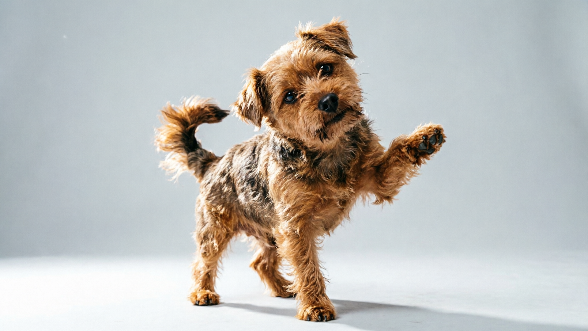 Terrier mid-dance for pet dance example