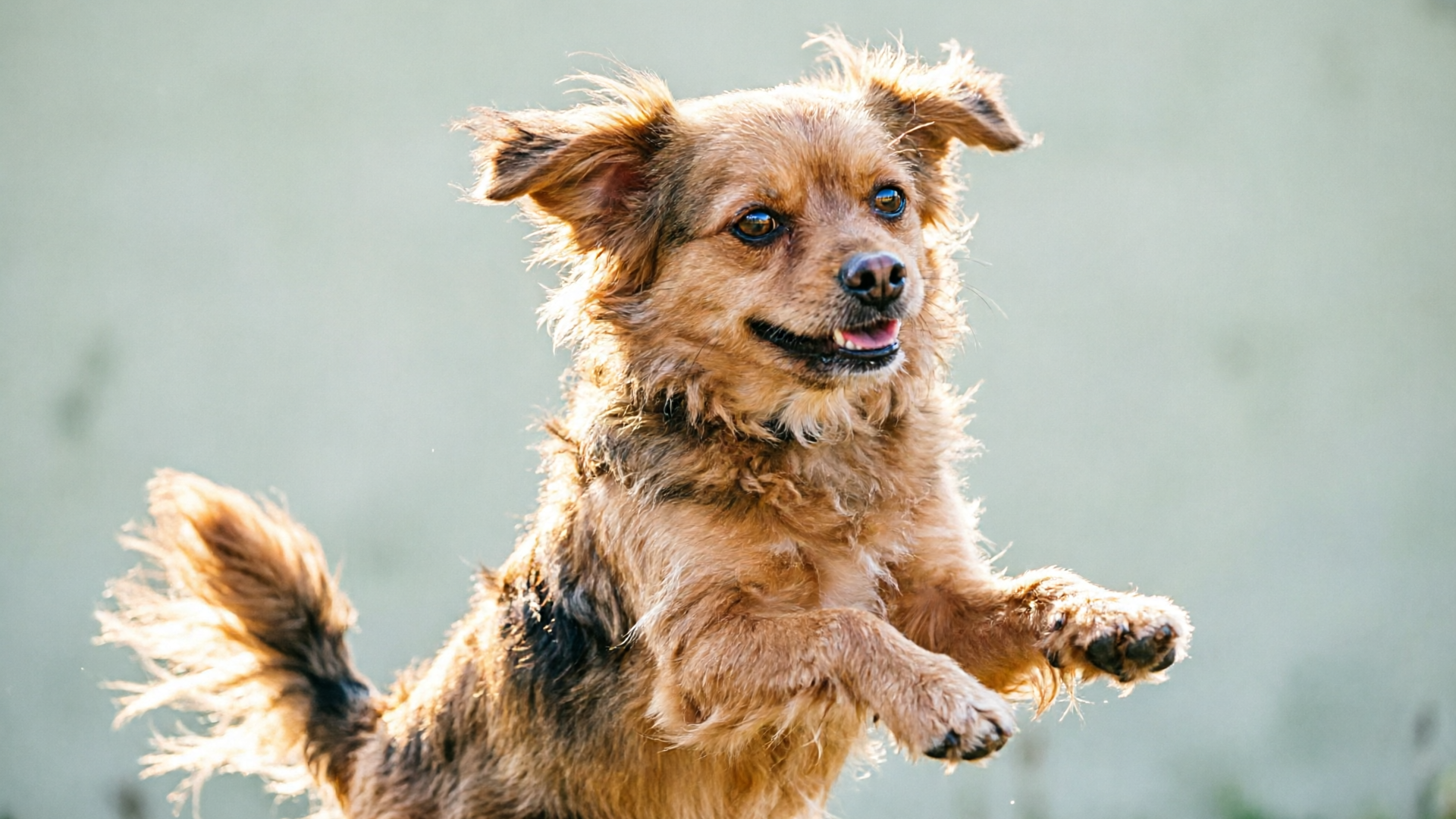Pet dance generated from a single photo