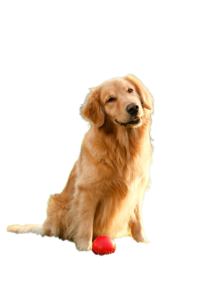 AI-edited cut-out of the golden retriever and its ball on a transparent background
